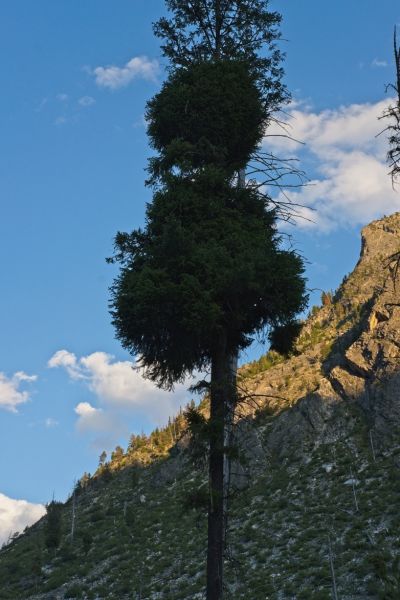 This pine reminds me of a giant Bonsai tree.  If only the botanist were here!
