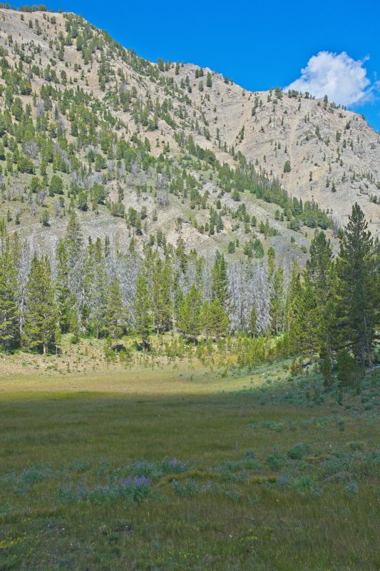 Meadow at roughly 8700' level in Strawberry Basin.
