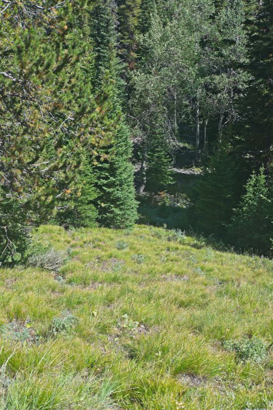 Forty-five minutes later, I'm reaching the flatter, heavily forested section, strewn with down timber.  Take the path of least resistance.  Take heart; Warm Springs Creek is not far.
