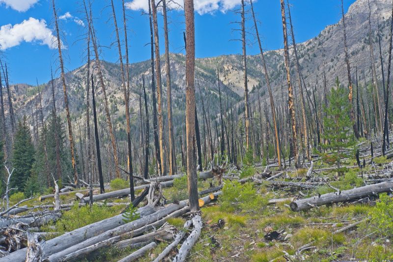 Forty minutes later, the trail enters an open area with lots of down timber.  Fresh saw cuts in down timber make for much easier going than last year.
