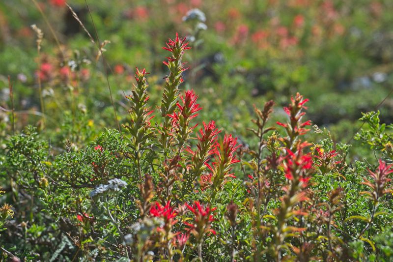 Couldn't resist a photo of this Indian Paintbrush in backlight, standing out against the compliment of green leaves, high in Iron Basin.
