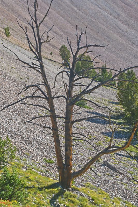 This burned tree marks the entrance to Iron Basin proper-- the west-east section at 9200'.
