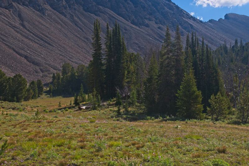 The first of numerous meadows, interspersed with pine, climbing toward the higher, eastern end of Iron Basin.  I'm always alert here for wildlife on the steep canyon walls.
