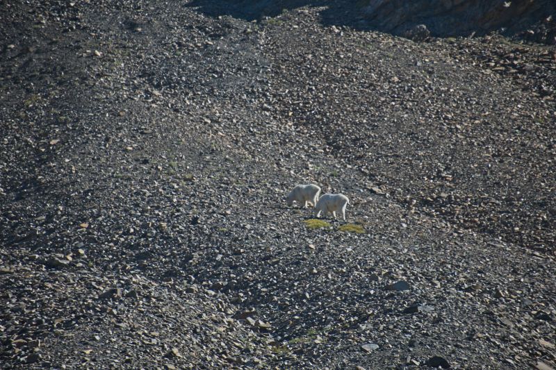 Twenty minutes further up Iron Basin, I spot two mountain goats grazing on the sparse grass on the steep talus slope that is the north wall of the canyon.  They are aware of my presence, but apparently feel no threat at this distance.
