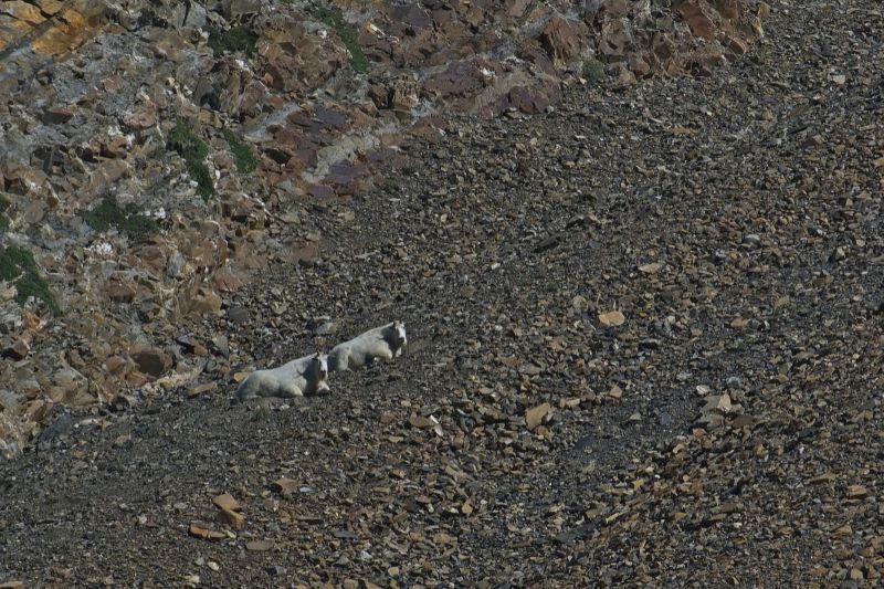 The goats seem just as interested in watching me, as I am in observing them.  This is the first time I have seen mountain goats in Iron Basin.  This is the only cropped photo in the entire gallery.  Original is 200 mm on an APS-C sensor equipped camera (300 mm focal length on a full-frame 35 mm sensor).  Crop is roughly 50%.
