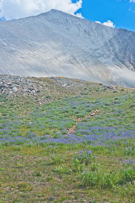 The meadows in Bighorn Basin are full of wildflowers.  There are no mormon crickets, as there were last year when I passed this same spot.  D. O. Lee Peak looms above.
