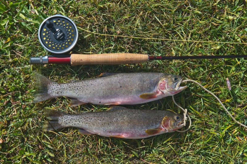 The larger rainbow is just shy of 14".  Both were caught in a grasshopper dry fly
