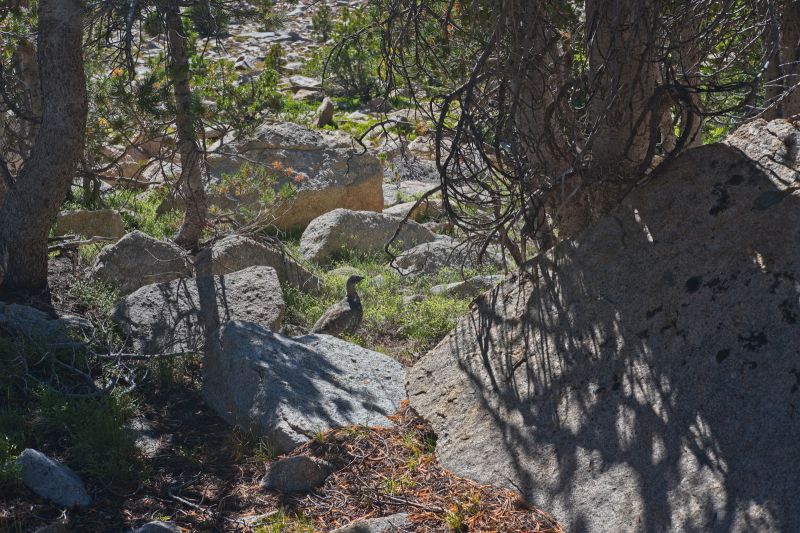 A sage brush, half way across the plateau below the "Devil's Staircase".  He is well camouflaged.
