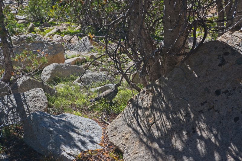 As I move right to head him off, another female grouse appears from behind the boulder that is in front of the tree, heading in the opposite direction.  They run off-- too fast to get them both in another shot.
