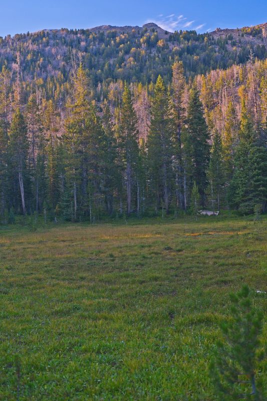 This green meadow is north of the trail about 40 minutes out of Fourth of July Creek trailhead.
