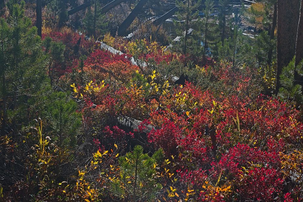 In about three and a half miles, the trail enters the Sawtooth Wilderness.  One is informed that a self-issued wilderness permit is required to travel any further.
