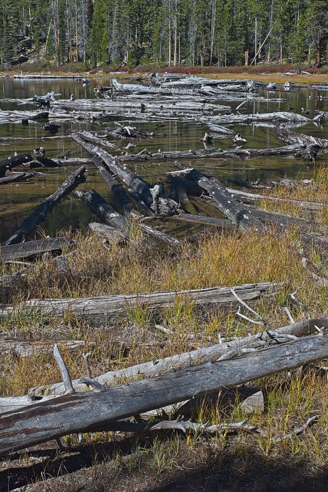 Log congestion just west of Hell Roaring Lake's outlet.
