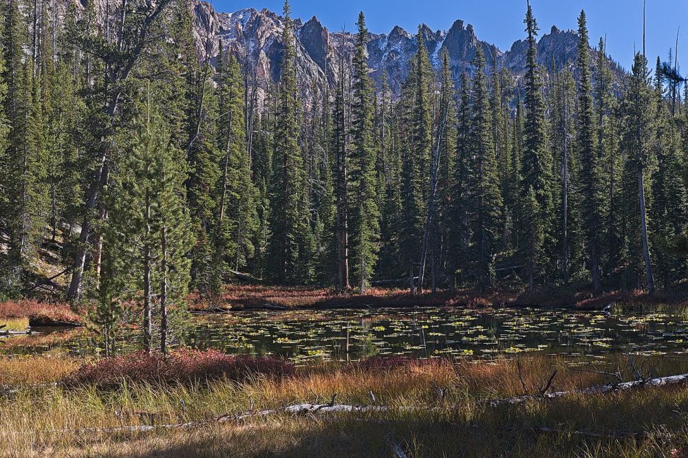 A tarn filled with lily pads on the east side of the trail, about a mile below the outlet of Imogene Lake.
