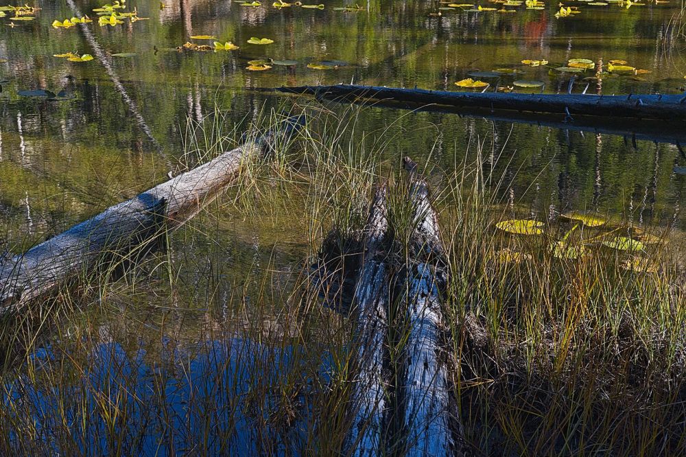 Lilly Pads and Logs.
