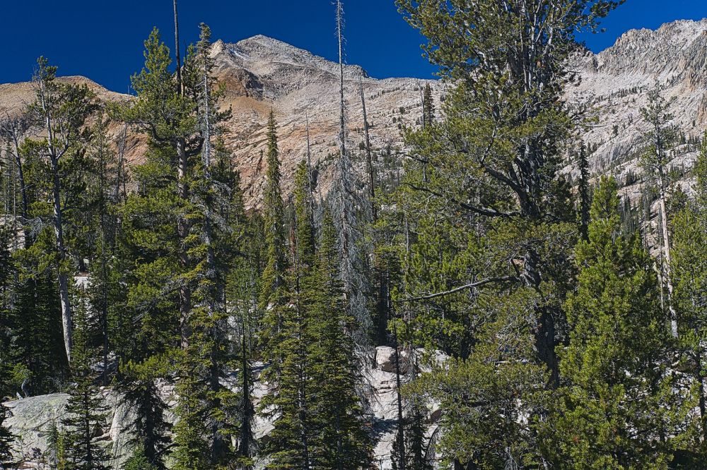 Mt. Cramer through the trees.  The "off-and-on" climber's path is exactly that.  I follow the path of least resistance.  The path becomes more obscure as the terrain opens up.  I am more concerned about running short on time than losing my way to the summit.
