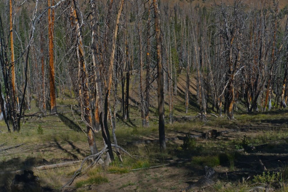 Looking W, downslope into what's left of the forest.
