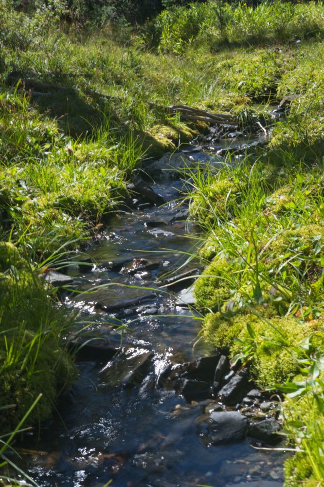 There was an intermittent stream in the drainage.
