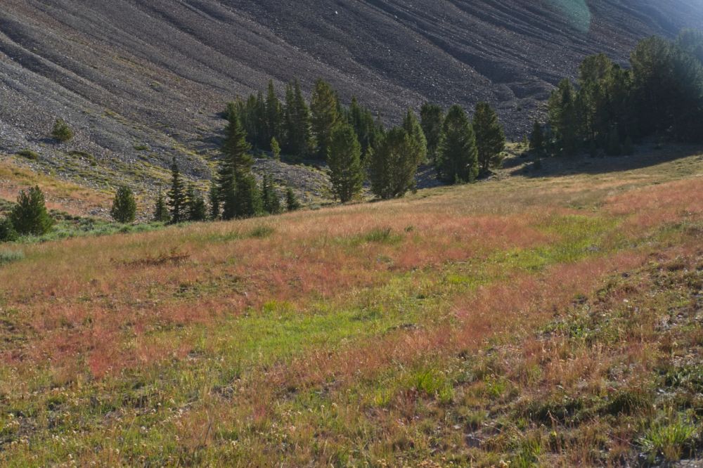 Iron Basin is wide open.  The gradual climb from one meadow to the next is enjoyable, and still cool at 9:30 am.

