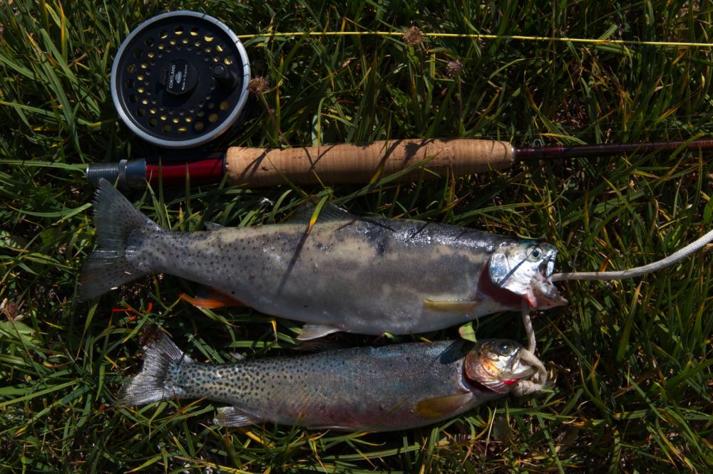 The larger rainbow was caught in Cove Lake, S of the inlet.  The smaller brookie was caught later in the day just S of the inlet to Sapphire Lake.  Both were caught using a grasshopper dry-fly.  Trout for dinner!
