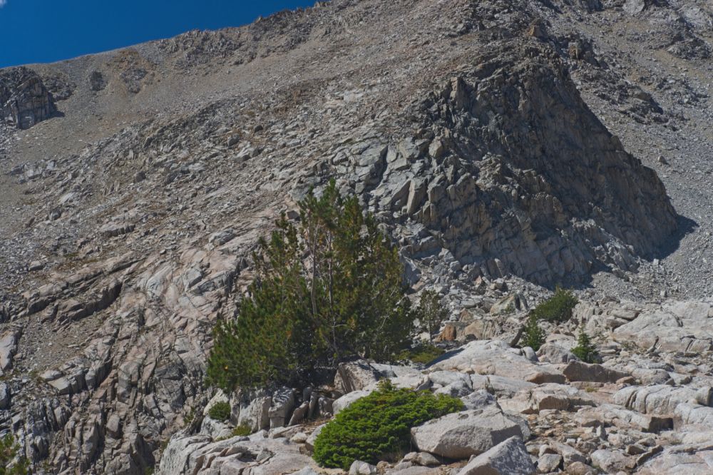 The pink outcrop is left of that tree.  I want to climb up, crossing to the left above it.  This is where the optional route through the loose scree described in DSCF0997 joins the route I prefer.
