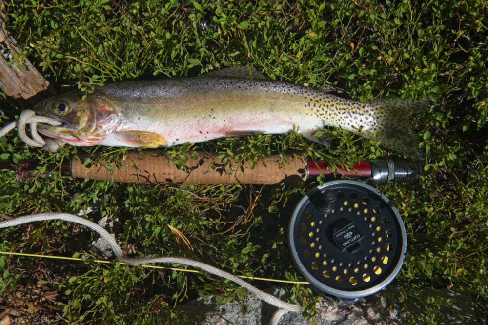 I threw back at least one small trout while fishing off the peninsula near the SW end of the lake.  It's a good place as one can cast several directions, depending on the wind, and the water is deep.  The small ones bit, but the larger, smarter fish checked out the grasshopper and left quickly.  I decided to quit.  It was already 11 am, and I wanted to get going nasty weather closed in.  Just E of the peninsula, I saw a cove that was protected from the wind.  This fish struck on the first cast.  Not very big, but I was afraid if I released it, it might die anyway.  I decided to pack it out.
